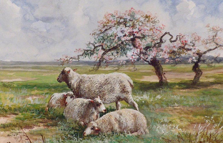 Hugo Anton Fisher Sheep in Spring Meadow Closeup