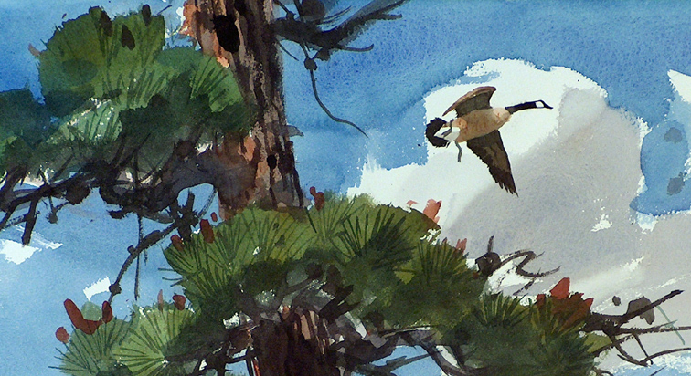 Jade Fon Great Canada Goose and Tree Closeup