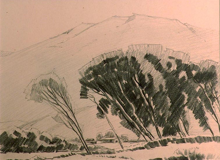 Sam Hyde Harris Eucalyptus and hillside drawing