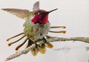 John Hershey Hummingbird