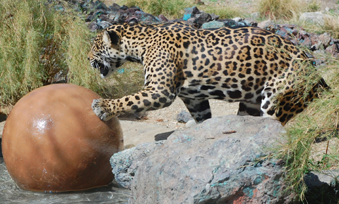 The Living Desert Jaguar and Favored Toy