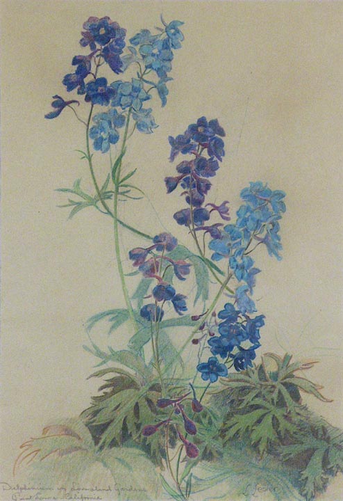 Leonard Lester Delphiniums 2