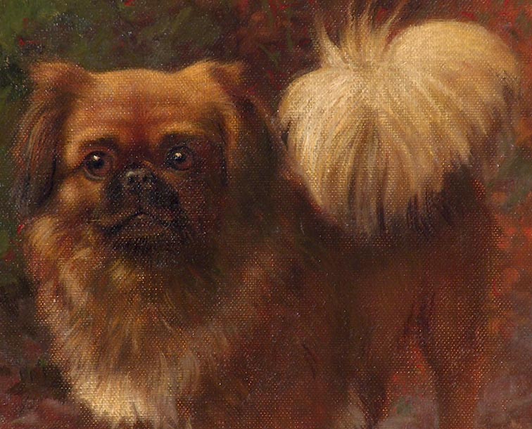 Gustave Adolph Magnussen Pekingese Dog Closeup