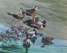James March Phillips Mallards Midsized Thumbnail