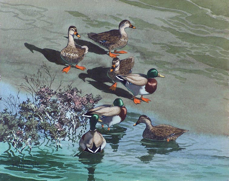 James March Phillips Mallards