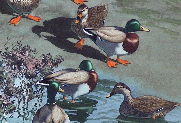James March Phillips Mallards Closeup