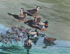 James March Phillips Mallards Thumbnail