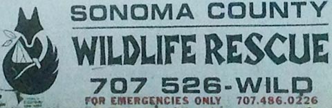Sonoma_County_Wildlife_Rescue_480.jpg