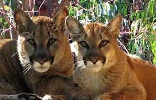 Sonoma_County_Wildlife_Rescue_Mtn_Lions_320.jpg