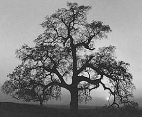 Ansel Adams Oak Tree Silhouette