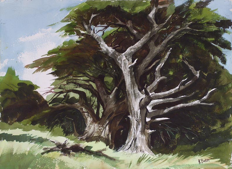 Ralph Baker Monterey Cypress