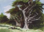 Ralph Baker Monterey Cypress Thumbnail