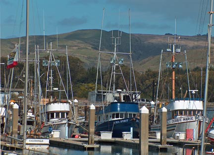 Fishing Boats at Bodega Bay's Spud Point Marina