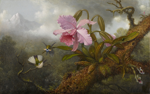 Martin Johnson Heade Cattleya Orchid, Two Hummingbirds and a Beetle ca. 1875-1890