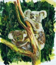 Jake Lee Koalas Midsized Thumbnail
