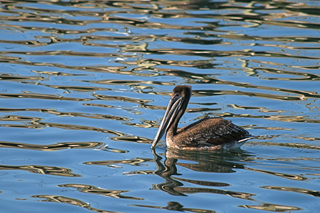 Diane Perry Bodega Bay Pelican and Golden Ripples