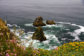 Diane Perry Bodega Bay Wild Flowers and Pinnacles