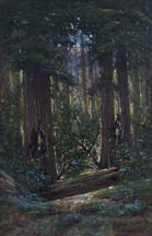 Manuel Valencia Redwood Forest Midszied Thumbnail