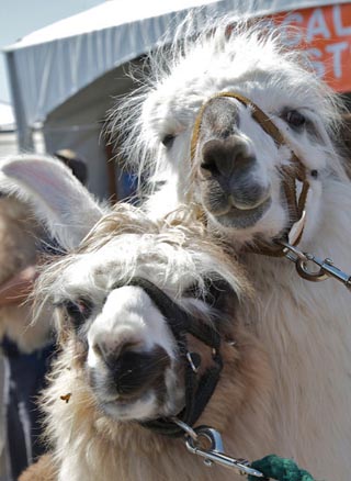 Fish_Fest_Llamas_320.jpg