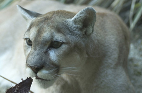 Mountain Lion the Living Desert