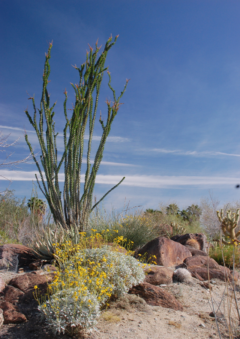 The Living Desrt Ocotillo