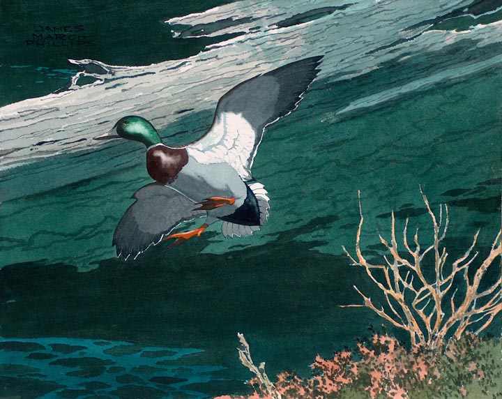 James March Phillips Mallard Watercolor