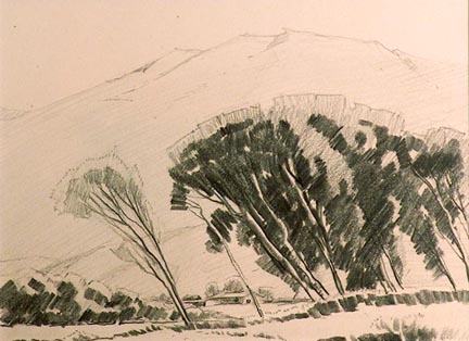 Sam Hyde Harris, Eucalyptus and Hillside, Pencil on paper drawing with black frame and dark charcoal mat