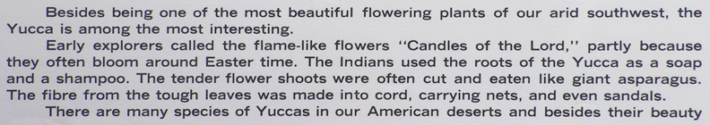 Printbin John W Hilton Wickenburg Yuccas Caption 1