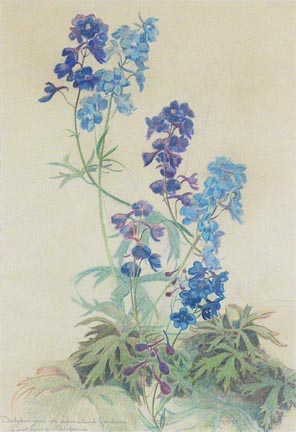 Leonard Lester, Delphiniums in Lomaland Gardens, Point Loma, California
