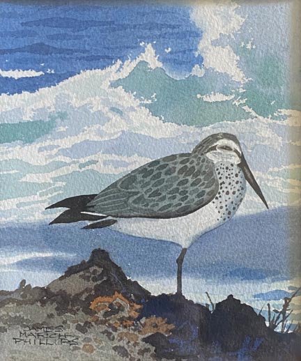 Sleepy Sanderling  Watercolor, 7.25" x 6" Overall, 13 3/4" x 12" 