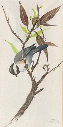 hestnut-backed Chidkadee and Ladybug  Watercolor, 13 x 23 1/4