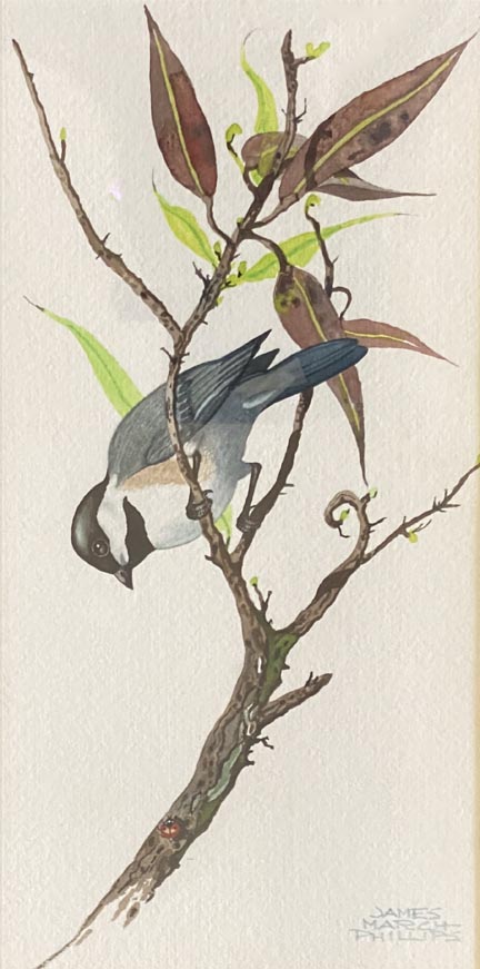 hestnut-backed Chidkadee and Ladybug  Watercolor, 13 x 23 1/4