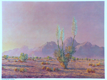 John W. Hilton Wickenburg Yuccas