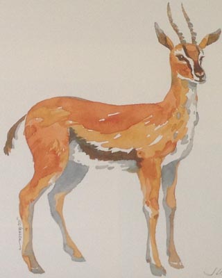 Jean Warren Gazelle